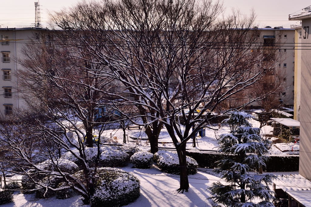 今年の初雪(2016.1.20)