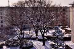 今年の初雪(2016.1.20)