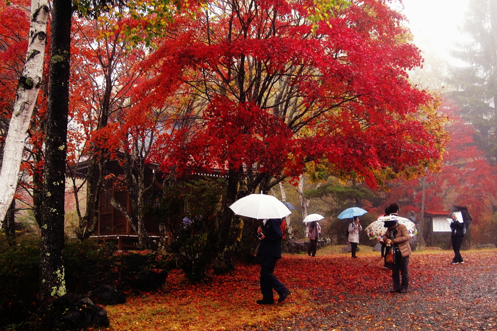 雨の横谷観音と紅葉