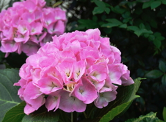 ６月の花・あじさい