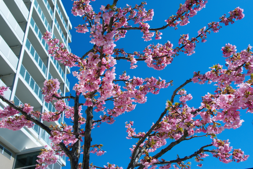 河津桜