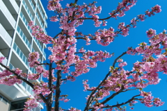 河津桜
