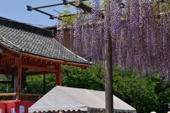 今年の曼陀羅寺のふじ