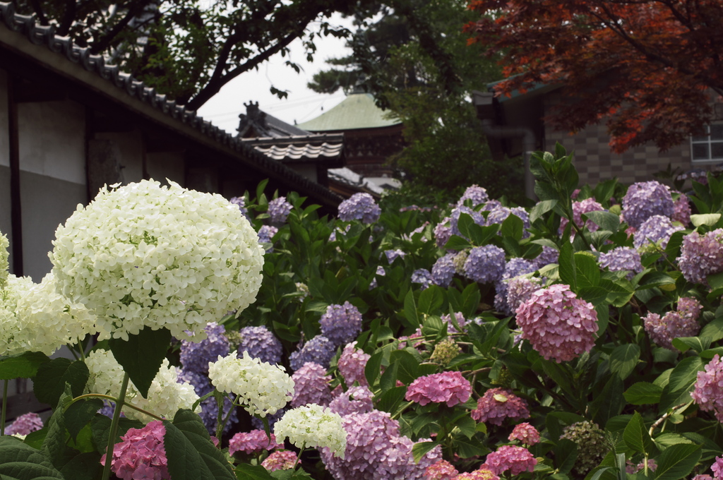 あじさいのある風景