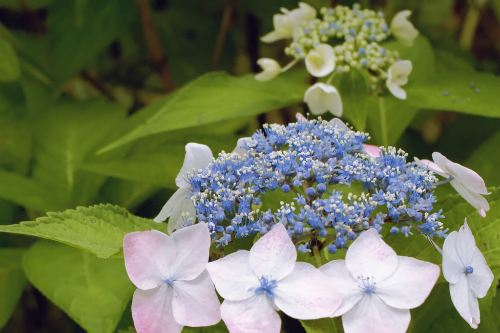 ガクアジサイ