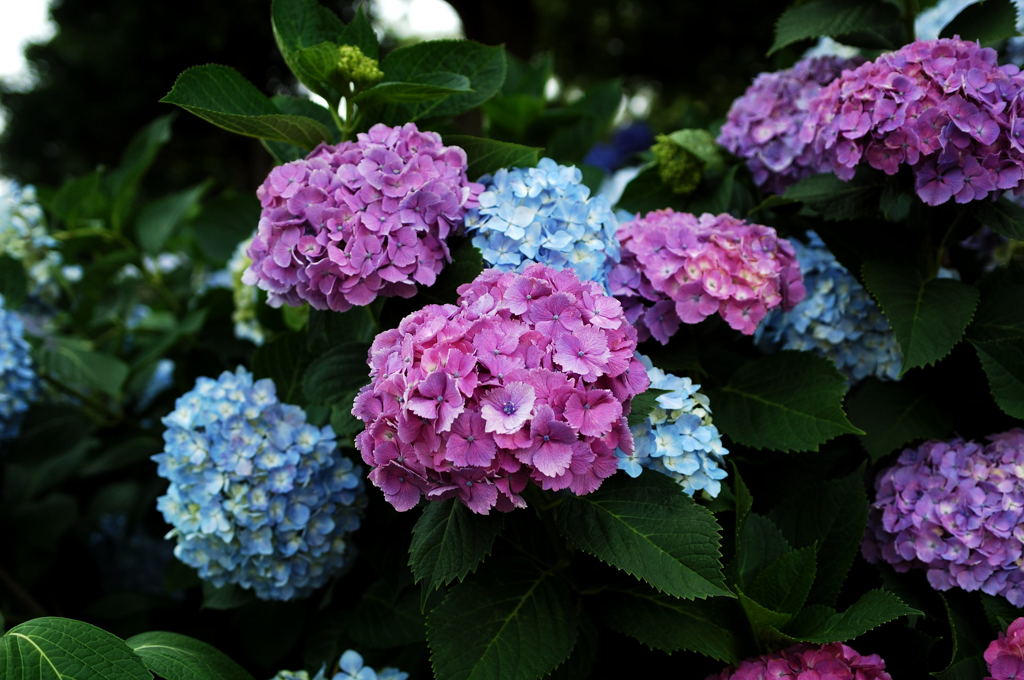 赤と青の紫陽花
