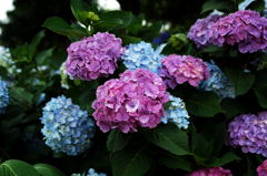 赤と青の紫陽花