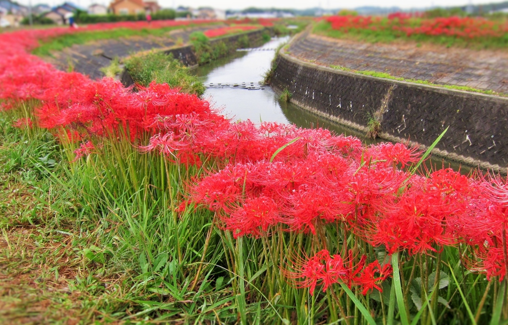 200万本の彼岸花が咲き乱れる風景