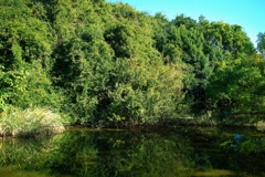 市立自然生態園