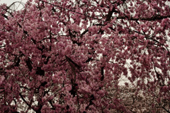 しだれ桜(山桜)