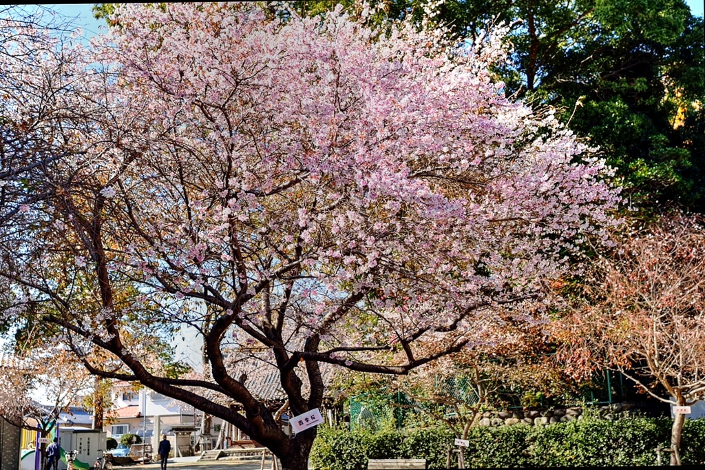 満開の四季桜(2)