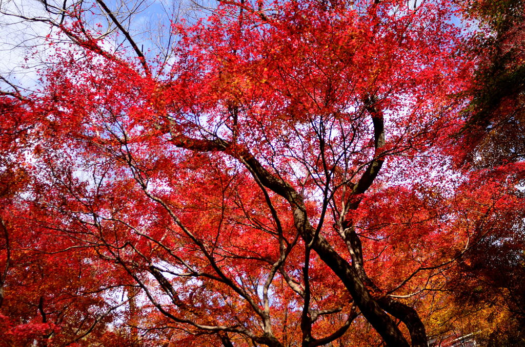 寂光院の紅葉(1)