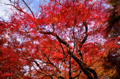 寂光院の紅葉(1)