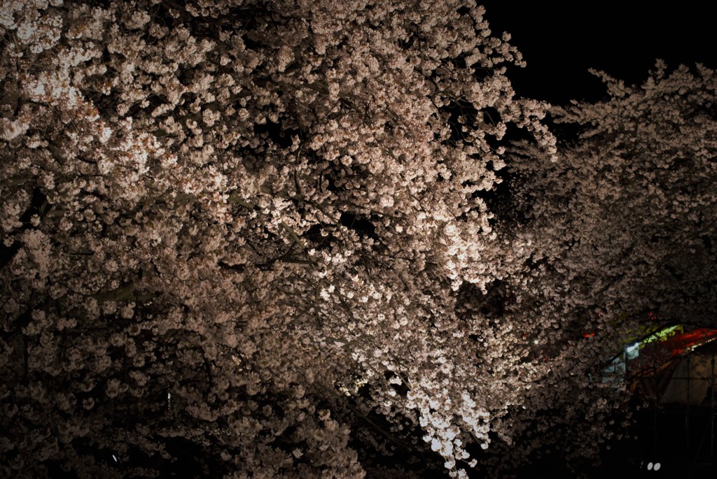 岩倉五条川の夜桜・IMGP1908 