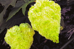 柏葉紫陽花