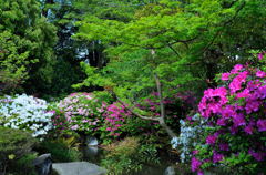 津島神社のつつじ