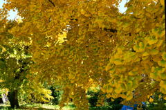 変わったイチョウの葉