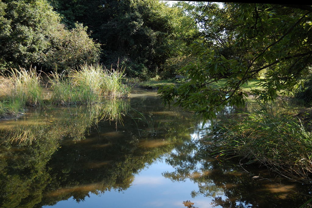 市立自然生態園の風景
