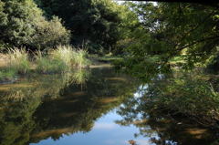 市立自然生態園の風景