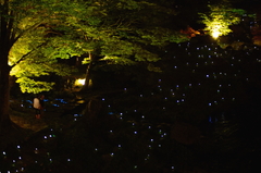 郡上八幡・吉田川の擬似ホタル（リバー オブ イルミナティ）