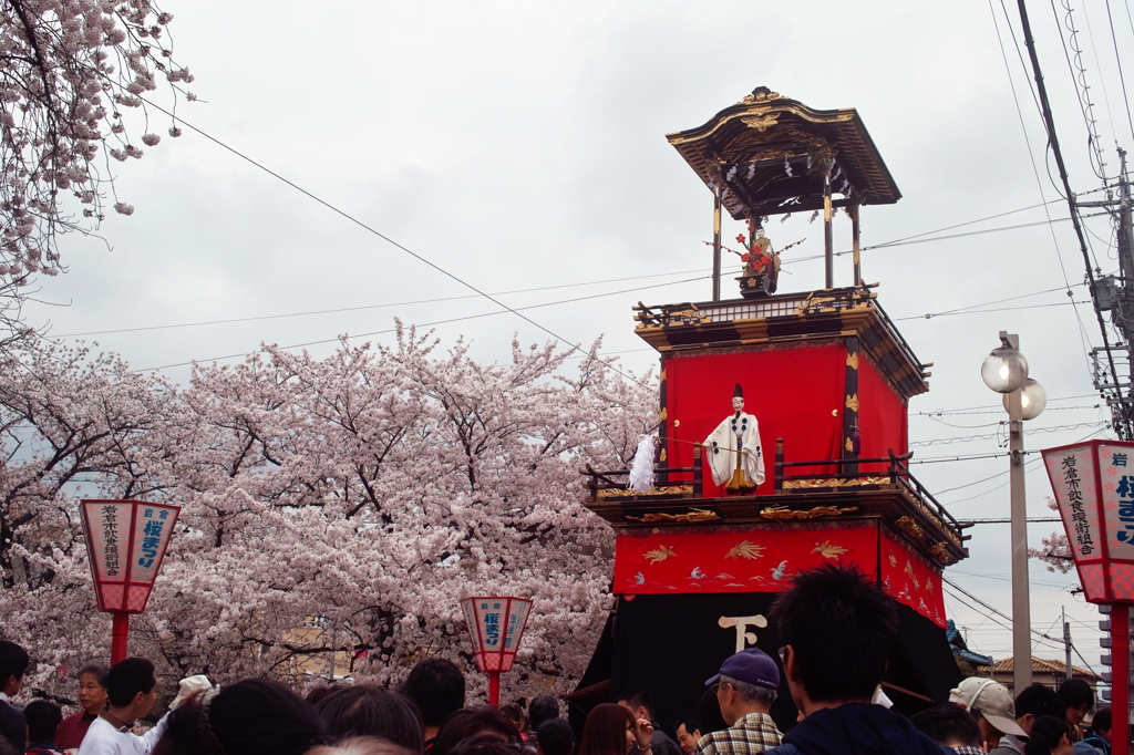 五条川の桜と岩倉の山車