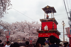 五条川の桜と岩倉の山車