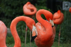 フラミンゴ