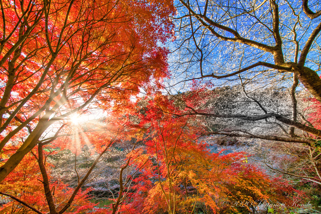 四季桜の小径…