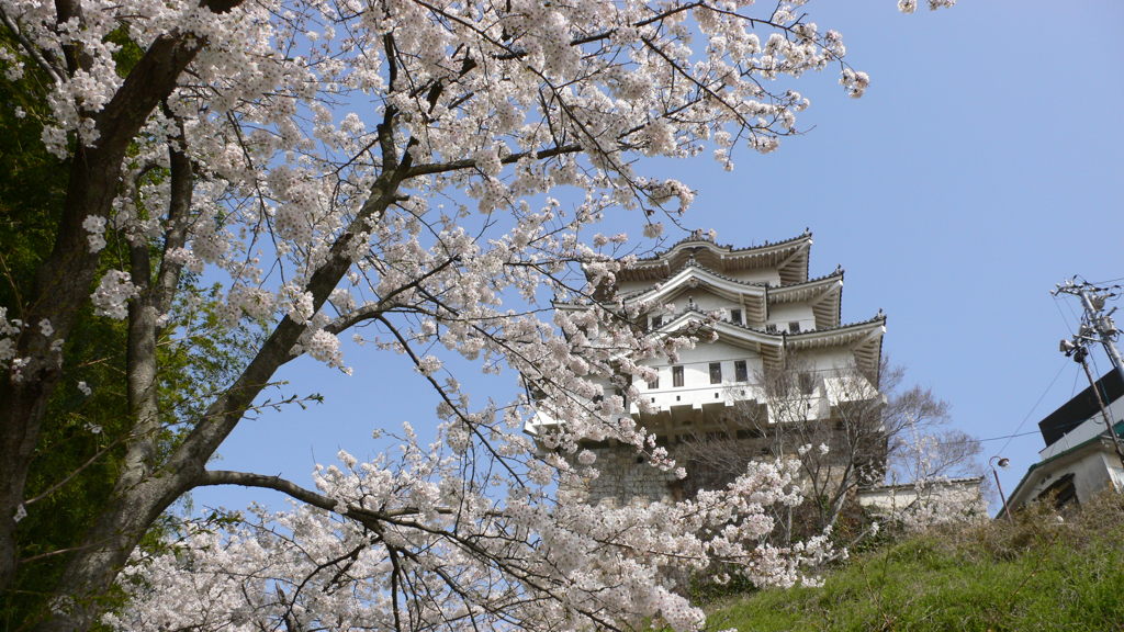 尾道の桜