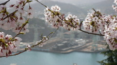 桜と大和