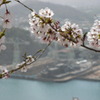 桜と大和