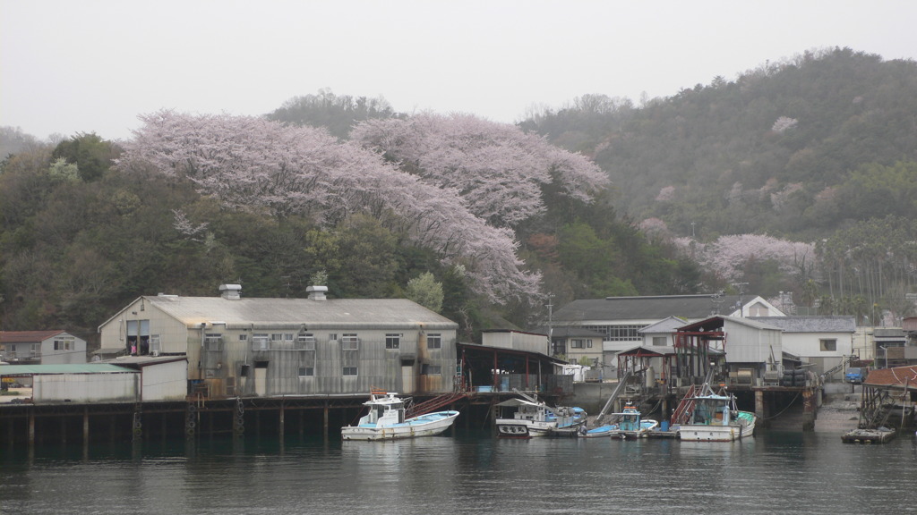江田島の桜