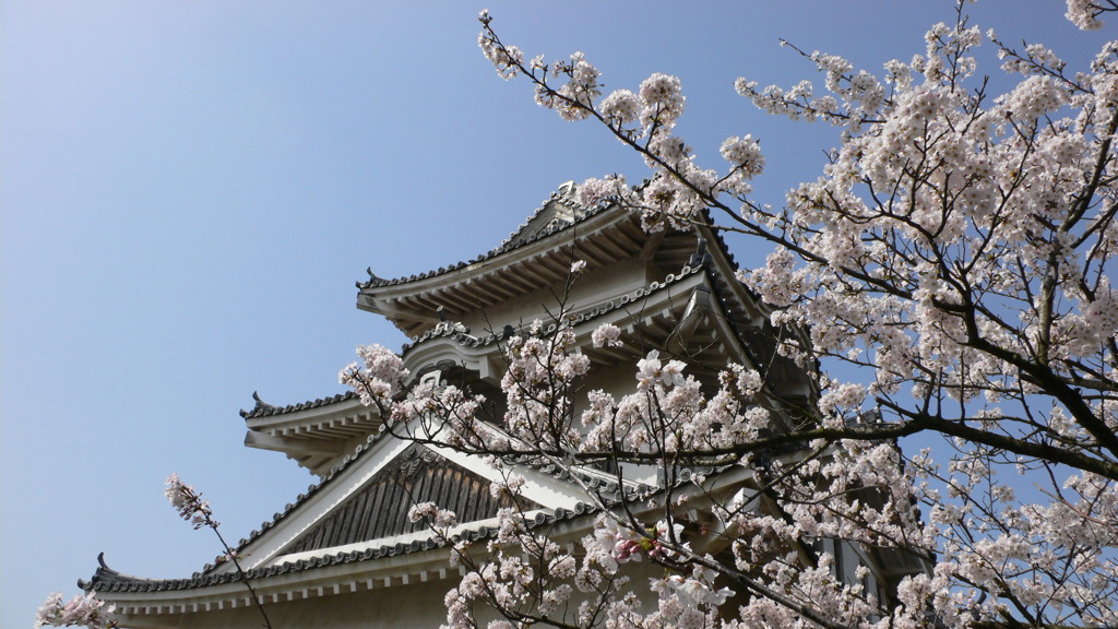 尾道の桜