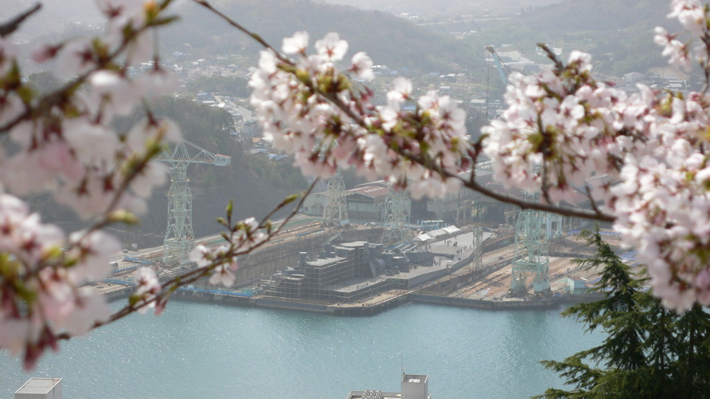 桜と大和