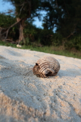 Hermit Crab