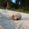 Hermit Crab