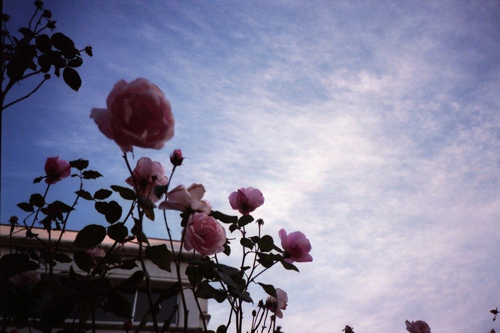 LOMO / 冬空に咲く