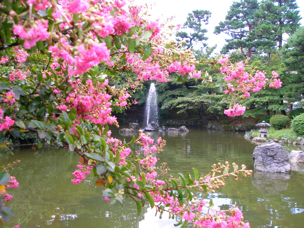 朝、円山公園の風景