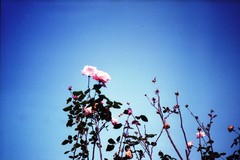 LOMO / 空に浮かぶ