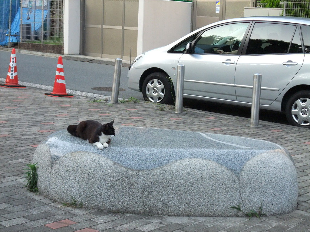 ちょこん。