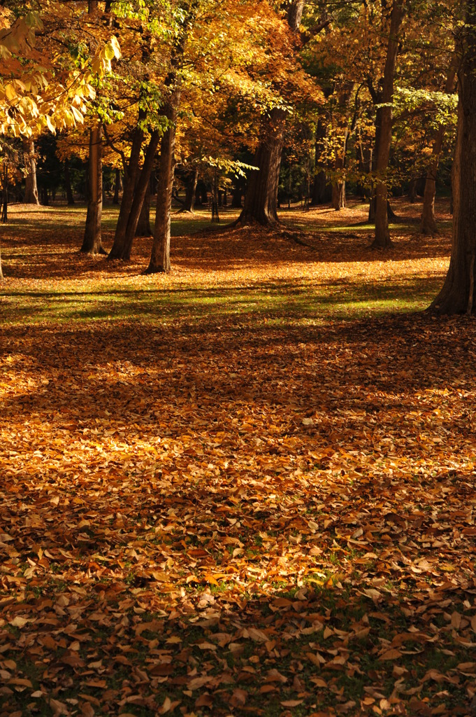 落葉の公園1