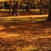 落葉の公園1