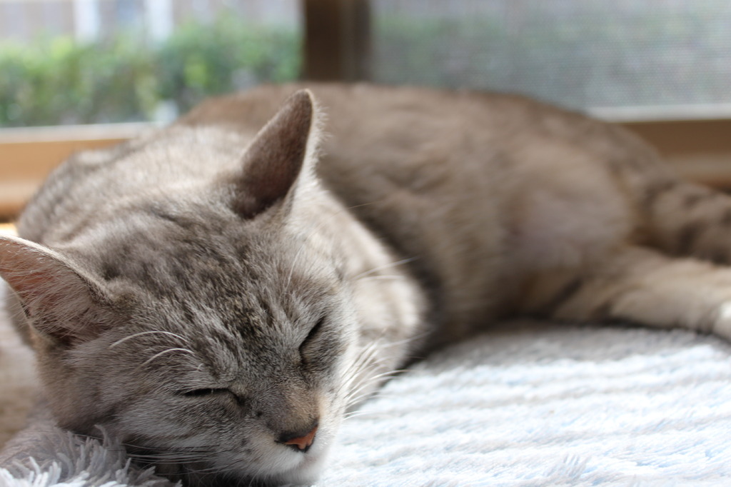おひるねこ