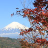 紅葉と富士