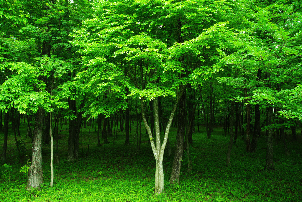 Green forest 