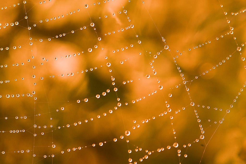 web