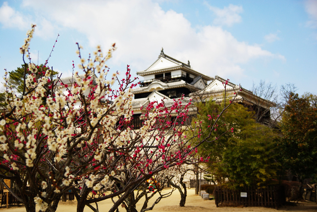 梅と松山城