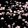 Lake of Rose