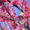 どれにしようか