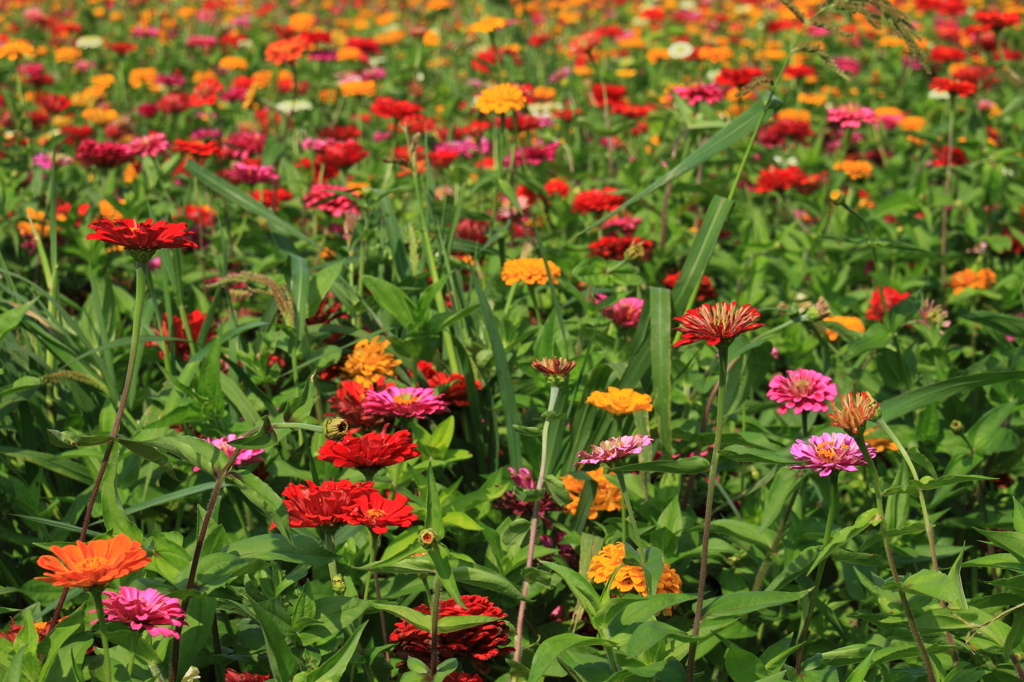 EPP_花の都公園_2010-08-16_0009